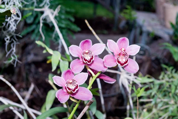 令人惊讶的美丽 开花五彩兰花生长在 Orchidarium — 图库照片