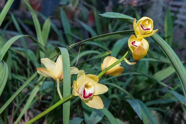 Çok renkli orkide çiçekli onların güzelliği içinde şaşırtıcı büyümek içinde orchidarium.