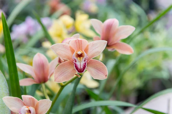 Étonnantes Par Leur Beauté Les Orchidées Multicolores Fleurissent Dans Orchidarium — Photo