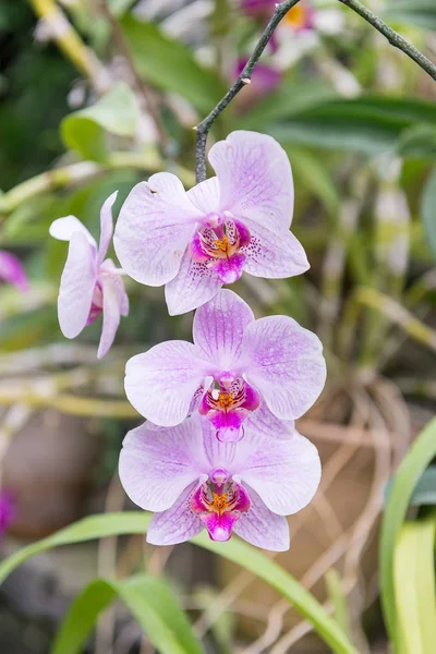 Überraschend Ihrer Schönheit Wachsen Orchidarium Blühende Bunte Orchideen — Stockfoto