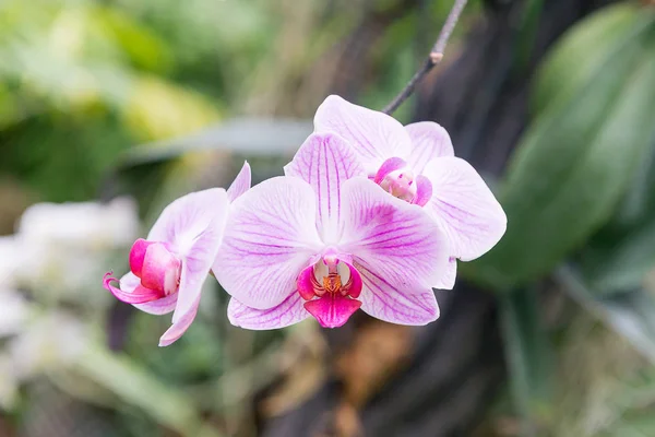 Étonnantes Par Leur Beauté Les Orchidées Multicolores Fleurissent Dans Orchidarium — Photo