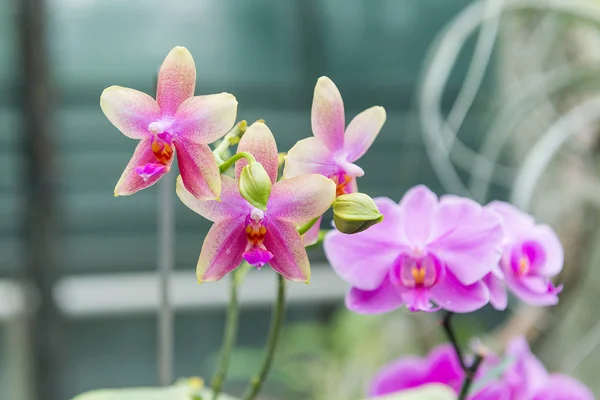 Étonnantes Par Leur Beauté Les Orchidées Multicolores Fleurissent Dans Orchidarium — Photo