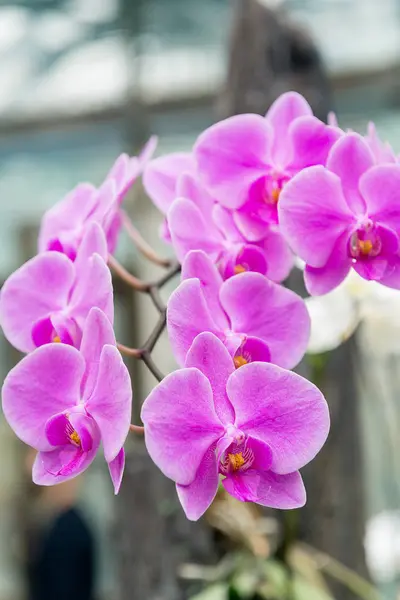 Удивительно Своей Красотой Цветущие Разноцветные Орхидеи Растут Орхидарии — стоковое фото