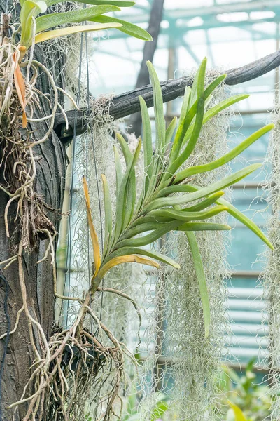 Sorprendente Belleza Las Orquídeas Multicolores Florecientes Crecen Orchidarium — Foto de Stock