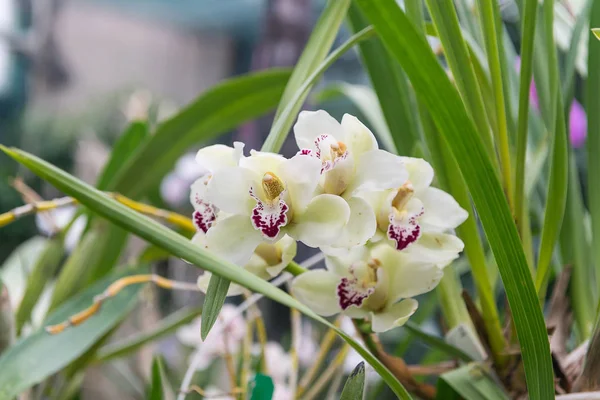 Zaskakujące Ich Piękno Kwitnienia Wielobarwny Storczyki Rosną Orchidarium — Zdjęcie stockowe