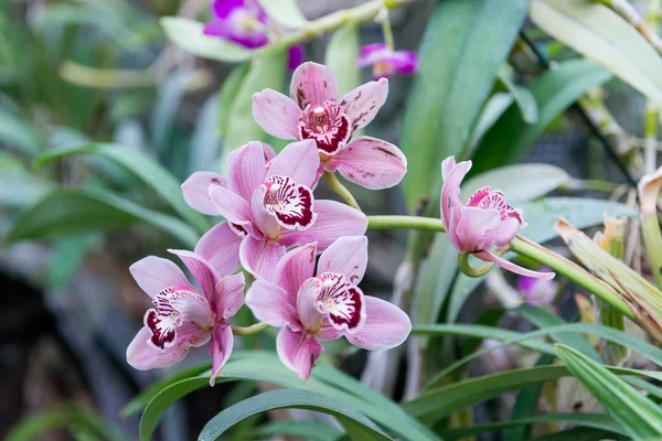 令人惊讶的美丽 开花五彩兰花生长在 Orchidarium — 图库照片