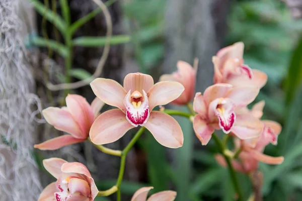 Удивительно Своей Красотой Цветущие Разноцветные Орхидеи Растут Орхидарии — стоковое фото