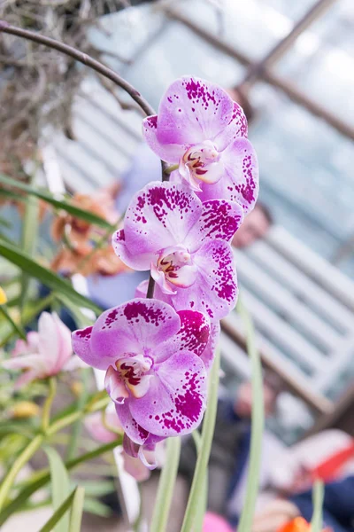 Çok renkli orkide çiçekli onların güzelliği içinde şaşırtıcı büyümek içinde orchidarium.