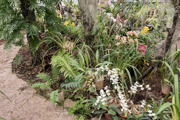 Sorprendente Belleza Las Orquídeas Multicolores Florecientes Crecen Orchidarium —  Fotos de Stock