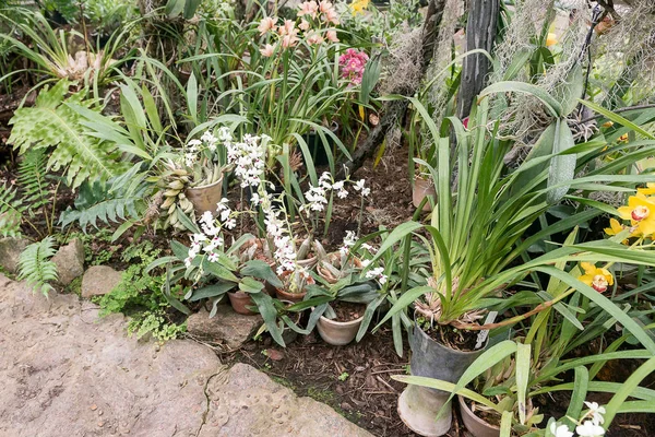 Sorprendente en su belleza, las orquídeas multicolores florecientes crecen en el orchidarium . —  Fotos de Stock