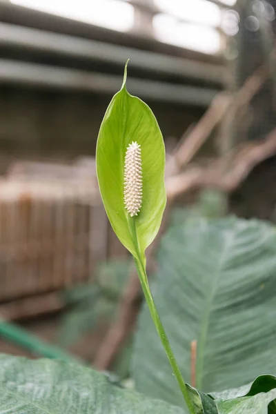 Arbustos de spathiphyllium blanco crecen cerca del estanque . —  Fotos de Stock