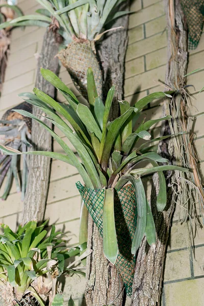 Período de descanso de la floración en la guzmania . —  Fotos de Stock