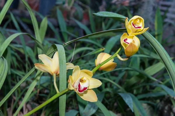 Дивно Красі Квітучі Різнокольорові Орхідеї Ростуть Орхідей Стокова Картинка