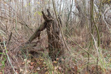 Ormandaki eski kurumuş ağaç. Sonbahar manzarası.