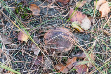 Ormanda bulunan mantarlar. Yaprakların altında yağ var.