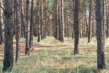 Orman manzarası. Sonbahar kozalaklı ormanı.