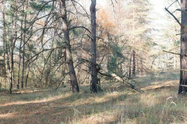 Orman manzarası. Sonbahar kozalaklı ormanı.