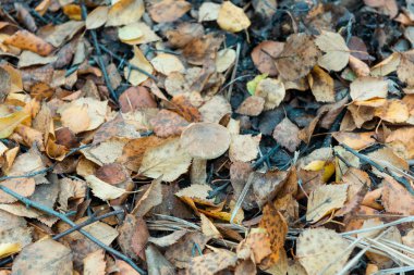 Ormanda yenilebilir mantar topluyorum. Ormanda büyüyen huş ağacı mantarı ya da kahverengi başlık. Sonbahar yaprağının altında mantar. Sarı yapraklar ve mantarlar. Bir sepet yenilebilir mantar.
