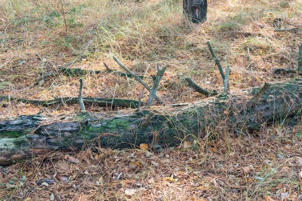 Vecchio albero secco caduto nella foresta. Paesaggio d'autunno . — Foto Stock