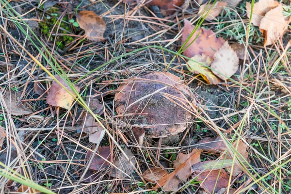 Hongos encontrados en el bosque. Engrasador debajo de las hojas — Foto de Stock