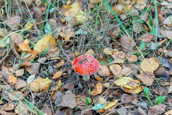 Autumn mushrooms (closeup of fly agaric mushrooms /Amanita muscaria/) — Stock Photo, Image