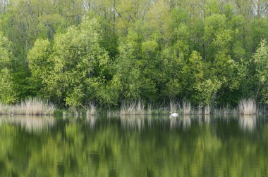 Yeşil ağaçların yansıması ile sakin göl