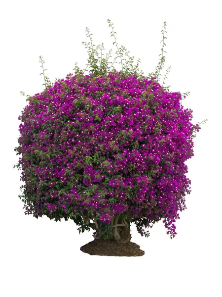 Bougainvillea bush pełnym kwiatów — Zdjęcie stockowe