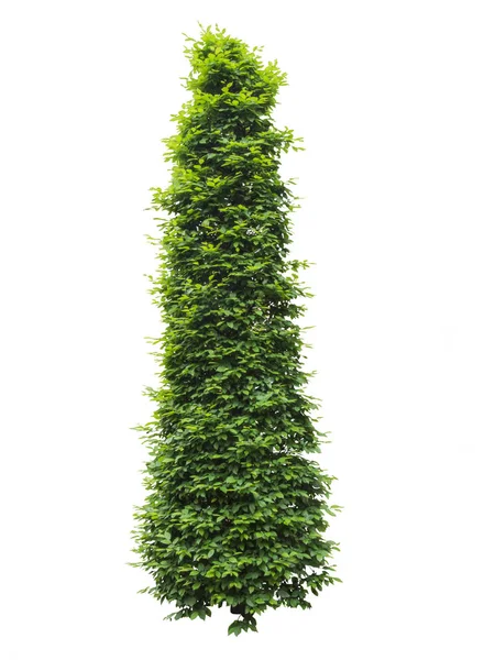 Arbre ou buisson vert vertical isolé — Photo