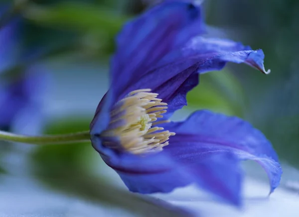 Closeup of a blue field cornflower — Stock Photo, Image
