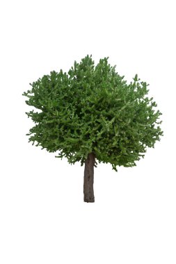 Euphorbia lactea bitkisi, beyaz çizgili spurge