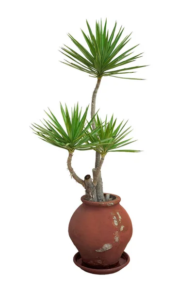 Házi növény dracaena barna pot — Stock Fotó