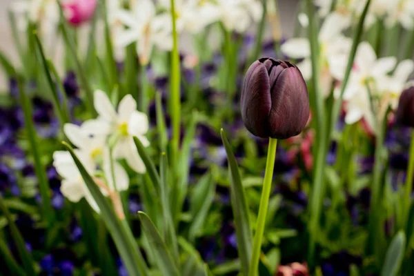 Munich, Germany: Spring street tulip flowers