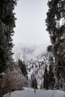 Çam ağaçlarının arasından dağa bak.