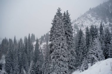 Dağların arka planında çam ağaçları