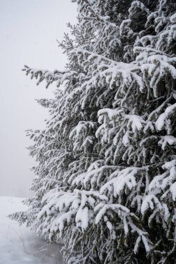 Güzel köknar ağacını kar kapladı, kış