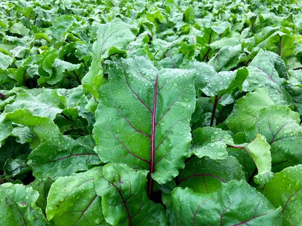 Red beet field with raindrops before harvest — Stock Photo, Image