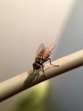 Güzel et sineği (Sarcophaga carnaria) 