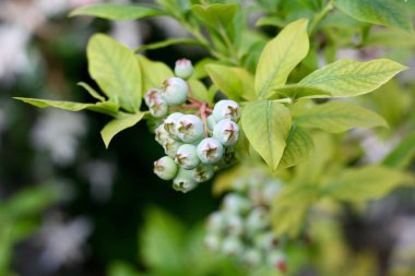 Bush hala olgunlaşmamış taze genç Organik Yaban mersini 
