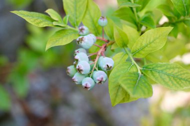Bush hala olgunlaşmamış taze genç Organik Yaban mersini 