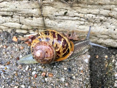 Avrupa salyangoz (Cornu aspersum) 