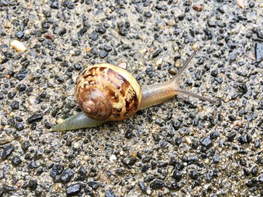 Avrupa salyangoz (Cornu aspersum) 