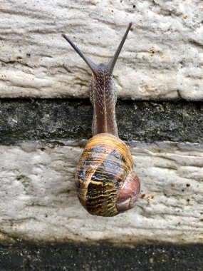 Avrupa salyangoz (Cornu aspersum) 