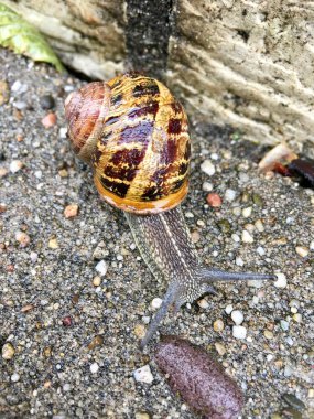 Avrupa salyangoz (Cornu aspersum) 