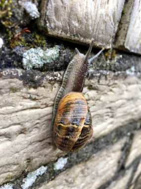 Avrupa salyangoz (Cornu aspersum) 