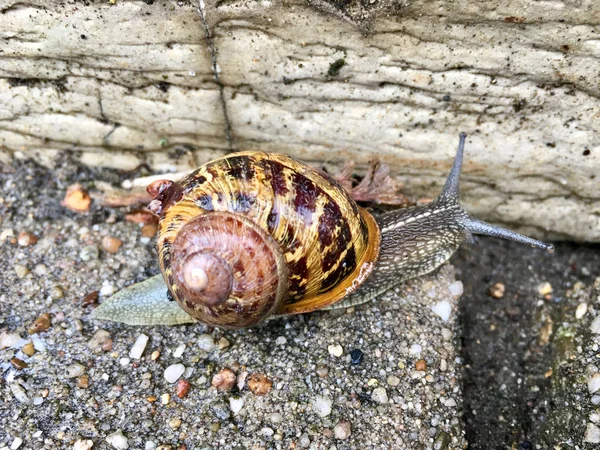 European snail (Cornu aspersum) — Stock Photo, Image