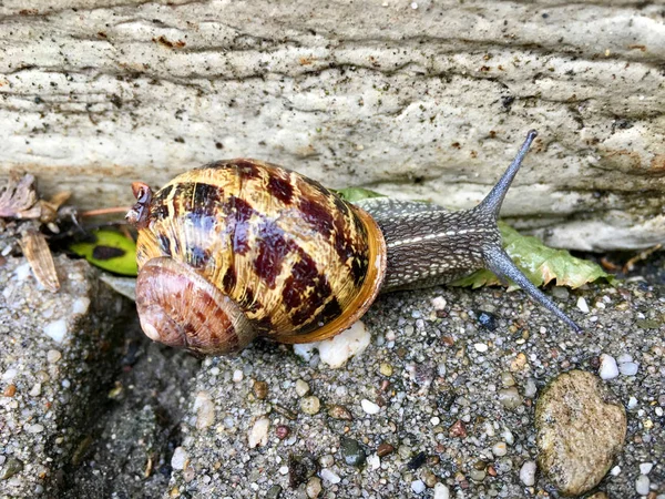 Európai csiga (Cornu aspersum) — Stock Fotó