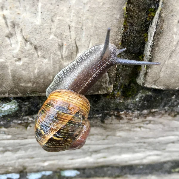 欧洲蜗牛 (羚羊角 aspersum) — 图库照片