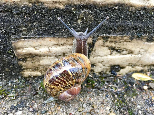 欧洲蜗牛 (羚羊角 aspersum) — 图库照片