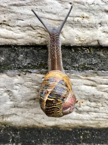 European snail (Cornu aspersum) — Stock Photo, Image