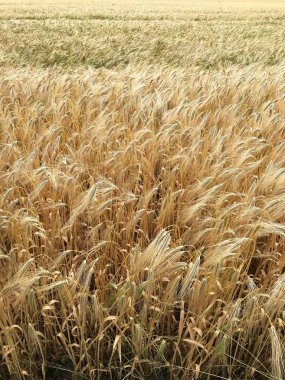 Hasattan önce tahıl alanı 